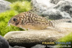 Genetzter Panzerwels, Corydoras sodalis