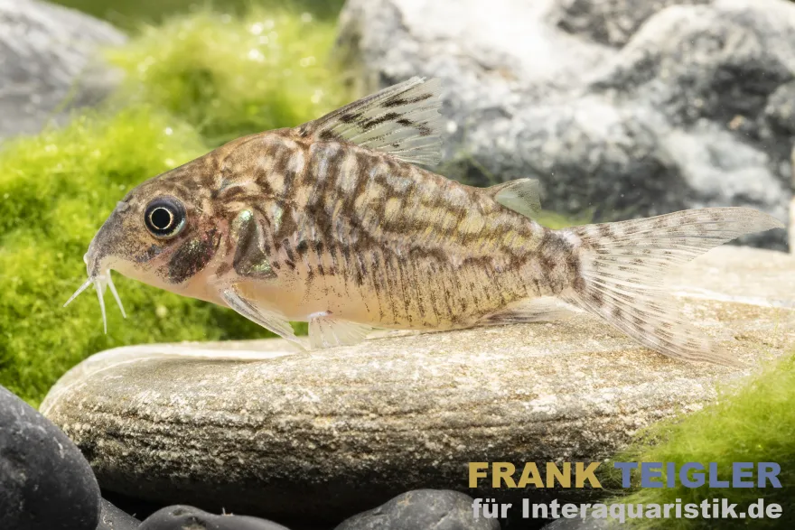 Genetzter Panzerwels, Corydoras sodalis