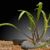 Genoppter Wasserkelch, Cryptocoryne crispatula var. balansae, im Topf