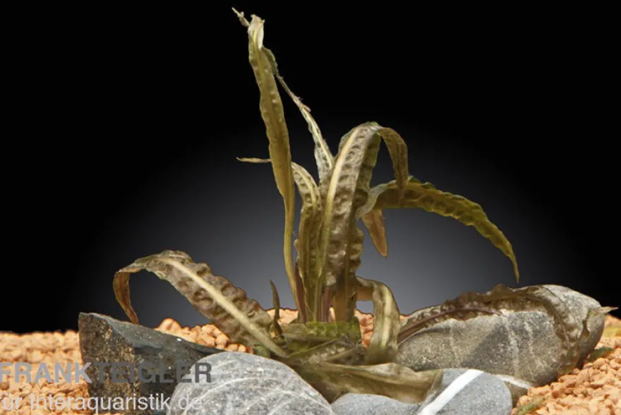 Genoppter Wasserkelch, Cryptocoryne crispatula var. balansae, im Topf
