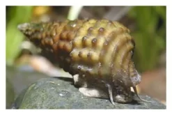Genoppte Turmdeckelschnecke, Brotia henriettae