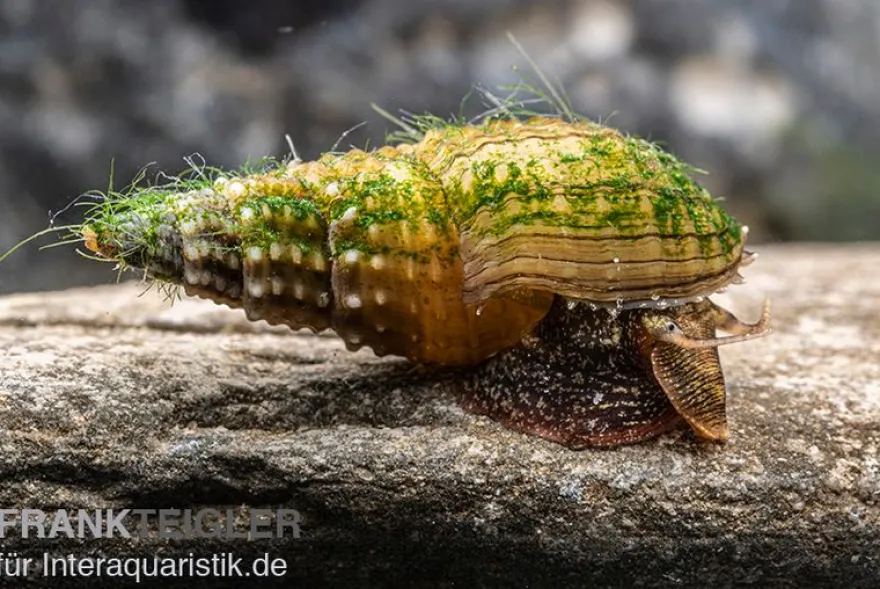 Genoppte Turmdeckelschnecke, Tarebia granifera