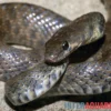 Geoffroy-Renner, Platyceps florulentus