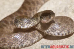 Geoffroy-Renner, Platyceps florulentus