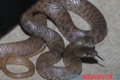 Geoffroy-Renner, Platyceps florulentus
