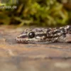 Gepunkteter Hausgecko, Hemidactylus angulatus