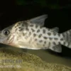 Gepunkteter Panzerwels, Corydoras punctatus, 3-4 cm