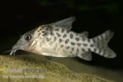 Gepunkteter Panzerwels, Corydoras punctatus, 3-4 cm