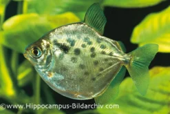 Gepunkteter Scheibensalmler, Metynnis maculatus