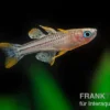 Gepunktetes Blauauge Aru IV, Pseudomugil gertrudae "Aru IV"