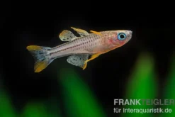 Gepunktetes Blauauge Aru IV, Pseudomugil gertrudae "Aru IV"