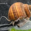 Gerillte Apfelschnecke, Lanistes lybicus