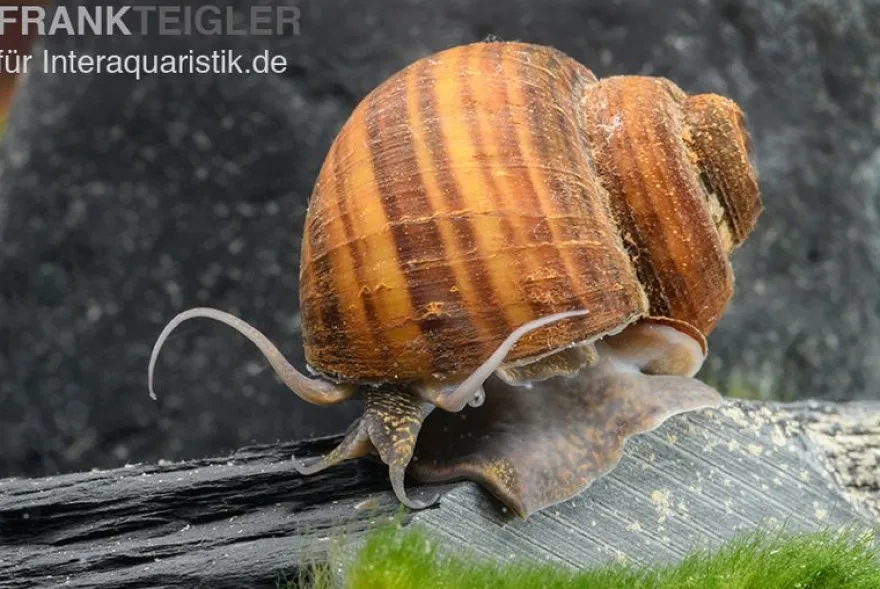 Gerillte Apfelschnecke, Lanistes lybicus