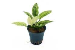 Geschecktes Zwergspeerblatt, Anubias barteri var. nana "Pinto", im Topf