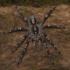 Geschmückte Ornamentvogelspinne, Poecilotheria ornata