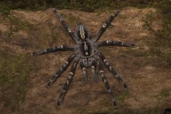 Geschmückte Ornamentvogelspinne, Poecilotheria ornata