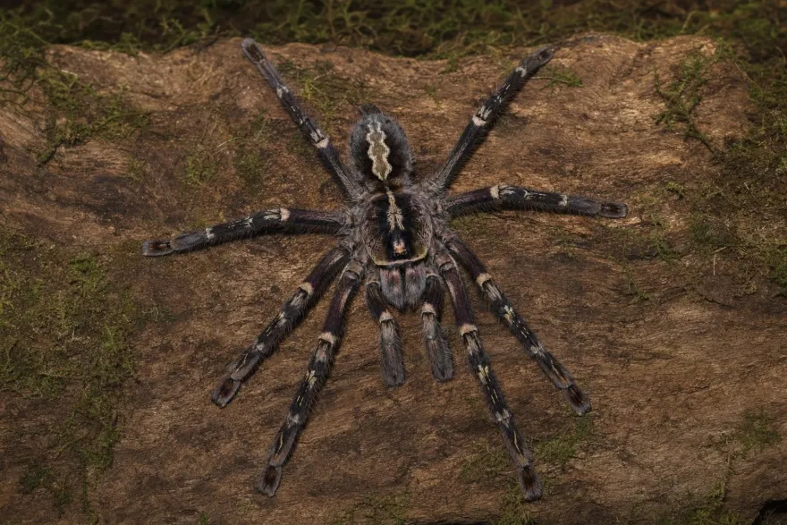 Geschmückte Ornamentvogelspinne, Poecilotheria ornata