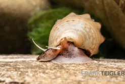 Gestachelte Turmdeckelschnecke, Thiara winteri (Thiara scabra)