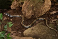 Gestreifte Fischnatter, Xenochrophis vittatus
