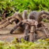 Gestreifte Guatemala-Vogelspinne, Aphonopelma seemanni