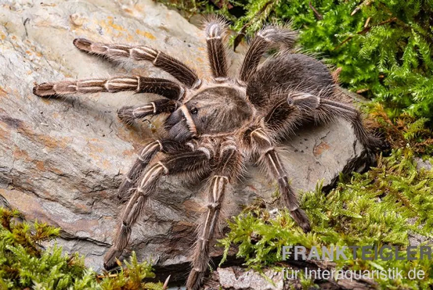 Gestreifte Guatemala-Vogelspinne, Aphonopelma seemanni