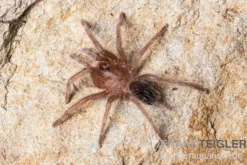 Gestreifte Guatemala-Vogelspinne, Aphonopelma seemanni