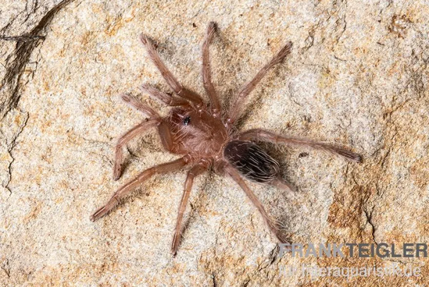 Gestreifte Guatemala-Vogelspinne, Aphonopelma seemanni