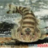 Gestreifter Borneo-Flossensauger, Hypergastromyzon humilis
