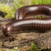 Gestreifter Delta Millipede, Spirostreptus spec. Delta banded