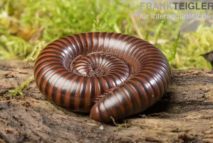 Gestreifter Delta Millipede, Spirostreptus spec. Delta banded