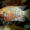 Gestreifter Fadenfisch, Colisa fasciata, 4-5 cm