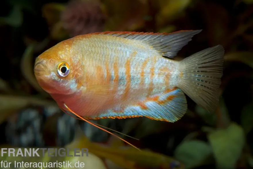 Gestreifter Fadenfisch, Colisa fasciata, 4-5 cm