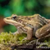 Gestreifter Grasfrosch, Ptychadena porosissima