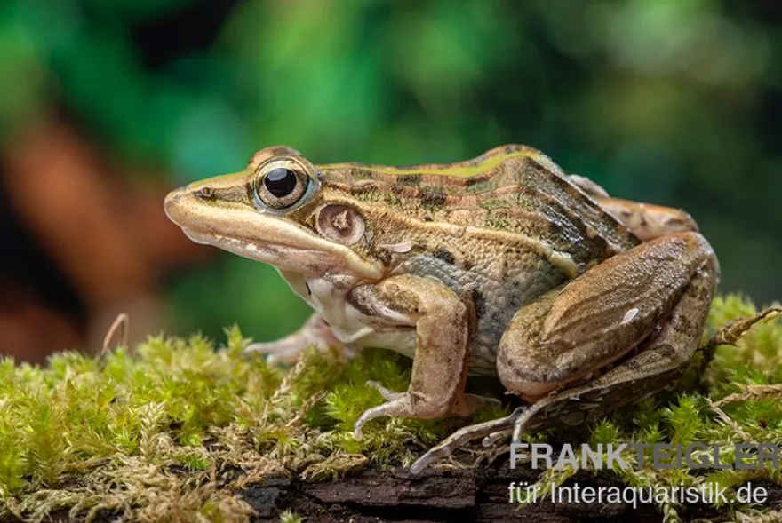Gestreifter Grasfrosch, Ptychadena porosissima