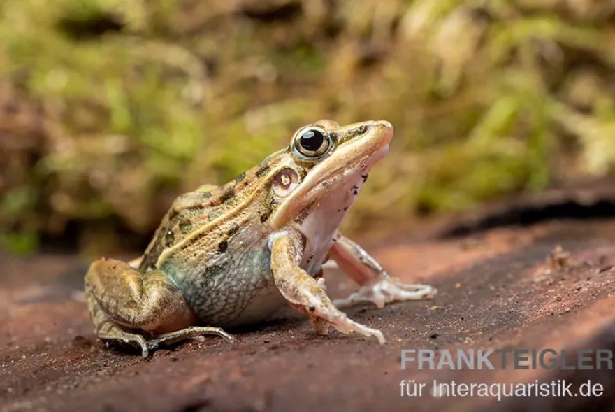 Gestreifter Grasfrosch, Ptychadena porosissima