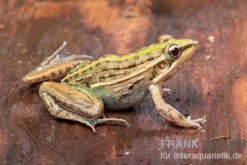 Gestreifter Grasfrosch, Ptychadena porosissima