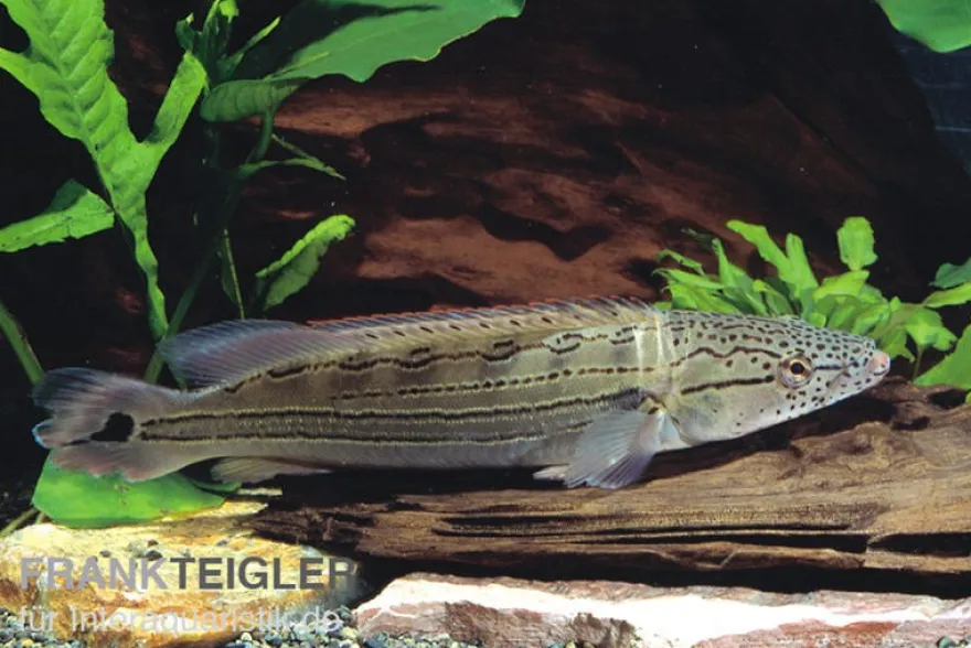 Gestreifter Kammbuntbarsch, Crenicichla strigata