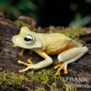 Gestreifter Laubfrosch, Hyla crepitans