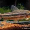Gestreifter Leporinus, Leporinus striatus, 4-5 cm