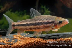 Gestreifter Leporinus, Leporinus striatus, 4-5 cm