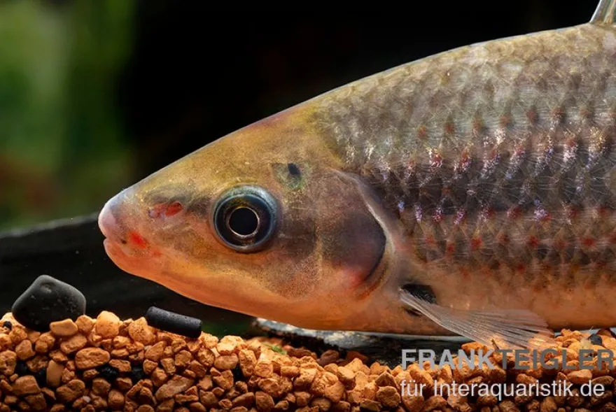 Gestreifter Leporinus, Leporinus striatus, 4-5 cm