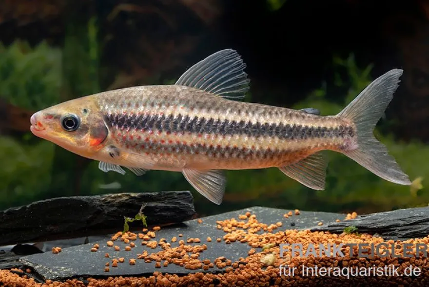 Gestreifter Leporinus, Leporinus striatus, 4-5 cm