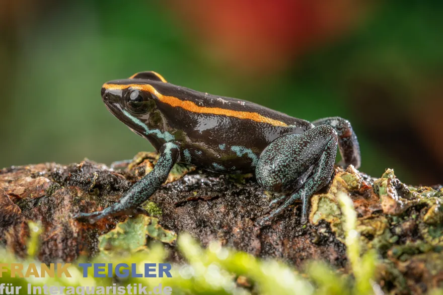 Gestreifter Pfeilgiftfrosch, Phyllobates vittatus