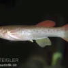 Gestreifter Prachtkärpfling, Aphyosemion striatum