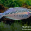 Gestreifter Regenbogenfisch, Chilatherina fasciata