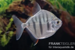 Gestreifter Scheibensalmler, Metynnis fasciatus