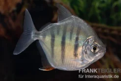 Gestreifter Scheibensalmler, Metynnis fasciatus