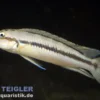 Gestreifter Schlankcichlide, Telmatochromis vittatus, ca. 4 cm