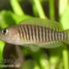 Gestreifter Schneckenbuntbarsch, Neolamprologus multifasciatus, DNZ