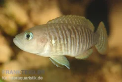 Gestreifter Schneckenbuntbarsch, Neolamprologus multifasciatus, DNZ